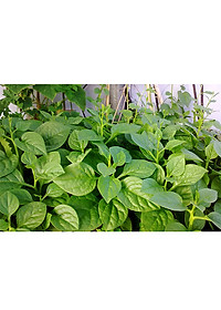 Hạt Giống Mồng Tơi Cao Sản Phú Nông