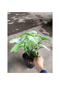 Cây Trầu Bà Trắng - cây cảnh mini để bàn + tặng phân bón cho cây