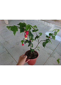 Cây Lồng Đèn - cây cảnh vườn + tặng phân bón cho cây