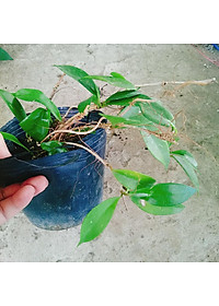 Lan Cẩm Cù - cây cảnh trong nhà + tặng phân bón cho cây mau lớn