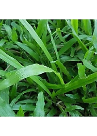 Combo 2 gói Hạt giống cỏ lá Gừng (cỏ lá Tre) -Gói 200 Hạt/tặng kèm gói phân bón lót