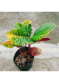 Cây Lá Màu Coton - cây cảnh để bàn + Tặng phân bón cho cây