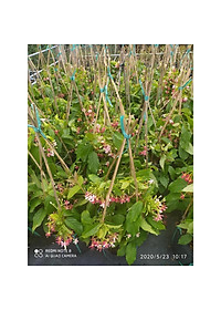 Trang leo sử quân tử - Cây cảnh trang trí + Tặng phân bón cho cây