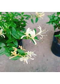 Cây Kim Ngân Hoa ( hoa chuyển màu , thân leo có hương thơm)