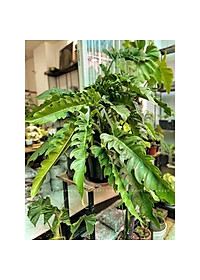 Cây trầu bà cung đàn - Cây cảnh để trong nhà + tặng phân bón cho cây