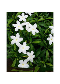 Sản phẩm BẦU CÂY GIỐNG MAI VẠN PHÚC( CÂY MAI TIỂU THƯ) - GỬI ĐI NGUYÊN CHẬU + Tặng (0,3kg) phân hữu cơ cao cấp