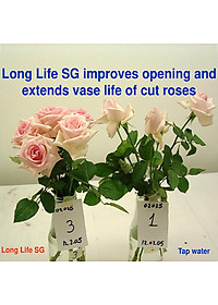 Bột Dưỡng Hoa Hồng Lâu Tàn (Set 10 hộp 1 hộp 10 gói tiết kiệm) giúp hoa luôn tươi mới, cánh hoa hồng cứng cáp gấp 2 lần và trong 14 ngày không thối nước hay cắt tỉa gốc hoa (hiệu Longlife nhập khẩu Israel)
