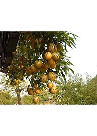 Combo 6 gói hạt giống dưa hấu dưa lưới các loại - tặng 1 gói phân bón