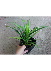 Cây lá dứa ( cây lá nếp ) - cây cảnh vườn + tặng phân bón cho cây