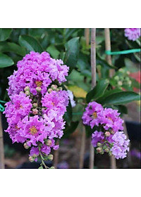 Cây bằng lăng thái - cây cảnh vườn + tặng phân bón cho cây