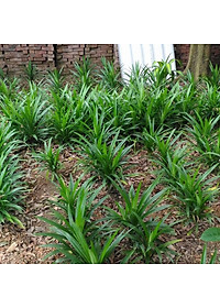 Cây lá dứa ( cây lá nếp ) - cây cảnh vườn + tặng phân bón cho cây