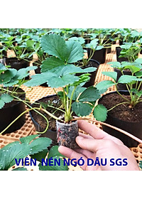 Viên Nén Xơ Dừa Trồng Ngó Dâu Thông Minh SGS (set 100 viên) đã bao gồm phân bón hữu cơ cho cây phát triển tốt trong 30 ngày