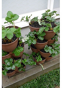 Chậu trồng cây cảnh 03 khoang Yamada 4L làm từ nhựa PP cao cấp cứng cáp, độ bền cao - nội địa Nhật Bản