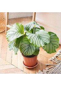 Cây đuôi công táo - cây cảnh để bàn + tặng phân bón cho cây