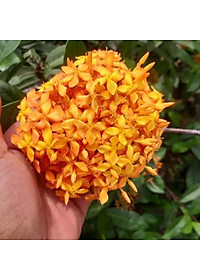 Mẫu Đơn Mỹ Cam - Cây Bông Trang Cam + Tặng phân bón