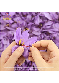 Nhụy hoa nghệ tây Tashrifat Saffron Premium Negin Iran 3g, chống lão hóa, làm sáng da,Tăng đề kháng, miễn dịch, giảm stress, cải thiện giấc ngủ, tăng khả năng tập trung.