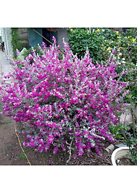 Cây Tuyết Sơn Phi Hồng - Cây cảnh vườn + Tặng phân bón cho cây