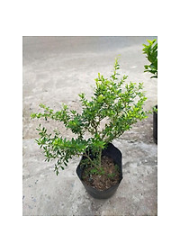 Cây Linh Sam - cây cảnh vườn - cây cảnh bon sai + Tặng phân bón cho cây