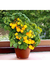 Hạt giống cà chua Bi Lùn Vàng F1 VTS136