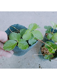 Cây dâu tây hana giống chịu nhiệt quả to siêu ngọt - cây ăn quả + tặng phân bón