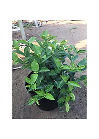 Mai Chỉ Thiên - cây cảnh trong nhà + Tặng phân bón cho cây mau lớn