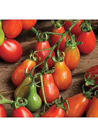 Hạt giống Cà chua Lê Đỏ Thái Lan VTS137