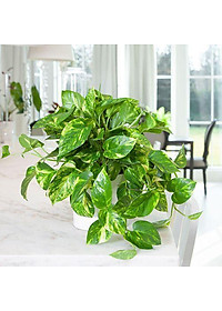 Cây trầu bà xanh - cây cảnh mini - cây cảnh để trong nhà + tặng phân bón cho cây