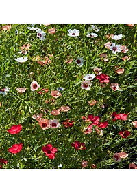 Hạt giống Hoa Lanh nhiều màu VTS189