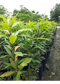 Cây lộc vừng hoa đỏ, cây cao 40-50cm