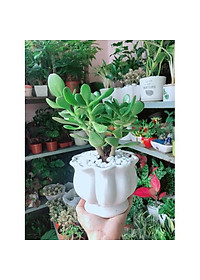 Cây Ngọc Bích (Xanh) - cây cảnh để bàn