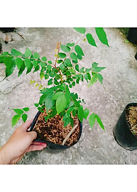 Cây Khế Ngọt - cây ăn quả + tặng phân bón cho cây