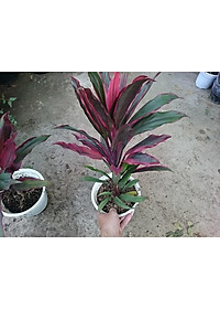 Cây phát tài đỏ - cây cảnh để trong nhà + tặng phân bón cho cây