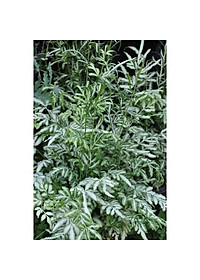 Cây Lữ Phụng Tiên - cây cảnh để bàn + tặng phân bón cho cây