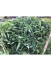 Cây xương khỉ (Cây bìm bịp - Cây mảnh cộng)  - Sản phẩm khô về làm trà ( Gói 500gr)