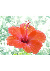 Cây Hoa Dâm Bụt Cam - cây cảnh vườn + tặng phân bón cho cây