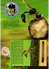 Sách Thế Giới Động Vật Kì Thú - Vườn Côn Trùng