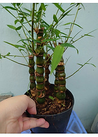 Cây Trúc Quan Âm - Trúc Phật Bà - Cây trúc đùi gà - cây tre đùi ếch