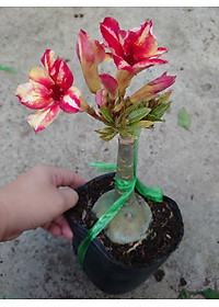 Cây Hoa Sứ Thái Ghép (giao màu ngẫu nhiên)