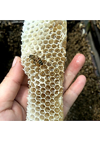 Nến Sáp Ong 26 Giờ Kèm Dĩa Gỗ Dừa 10cm : Khử Mùi Hôi Phòng Kín, Làm Sạch Không Khí, Thơm Nhẹ Mùi Mật Ong - HÀNG CHÍNH HÃNG