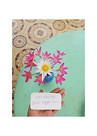 product-img-1