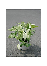 Cây Trầu Bà Trắng - cây cảnh mini để bàn + tặng phân bón cho cây