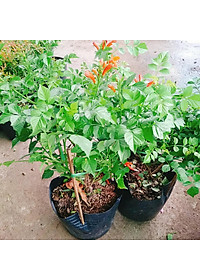 Cây rạng đông ( chùm ớt ) - cây cảnh đẹp + tặng phân bón cho cây