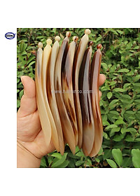 Miếng cạo gió bằng sừng, massage day ấn huyệt (MH814) Đả thông kinh mạch, lưu thông khí huyết - Chăm sóc sức khỏe