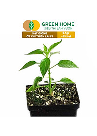 Hạt Giống Ớt Chỉ Thiên Greenhome, Gói 1gr, Sai Trái, Siêu Cay, Dễ Trồng Quanh Năm, Nảy Mầm Cao, Thu Hoạch Nhanh G10