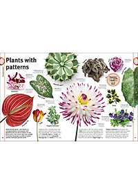 Trees, Leaves, Flowers And Seeds: A Visual Encyclopedia Of The Plant Kingdom