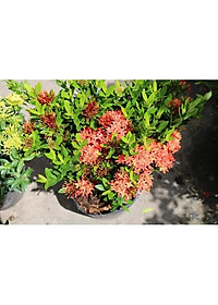 Cây Mẫu Đơn Đỏ - Cây Bông Trang Đỏ + Tặng phân bón cho cây