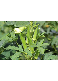 Hạt giống đậu bắp trắng - đậu bắp xanh cao sản VTS172