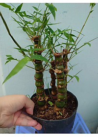 Cây Trúc Quan Âm - Trúc Phật Bà - Cây trúc đùi gà - cây tre đùi ếch