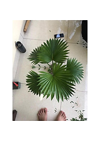 CÂY CỌ NHẬT - Cây Cảnh Mini + Tặng phân bón cho cây mau lớn