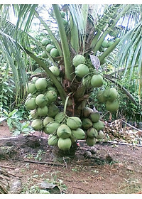 product-img-0
